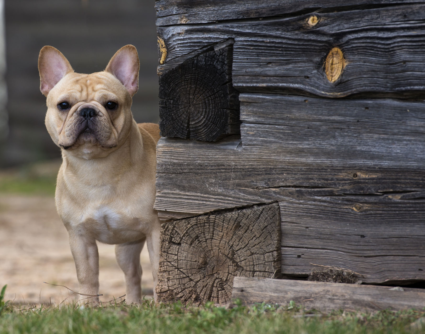 French bulldog